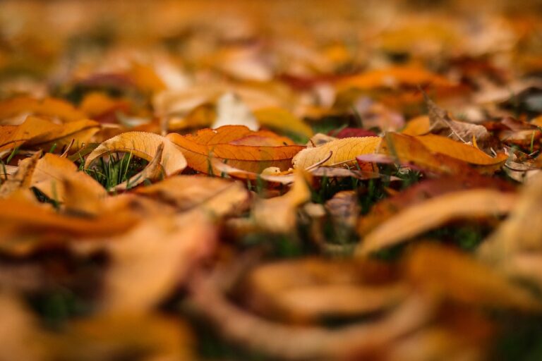 in cat timp se regenereaza genele