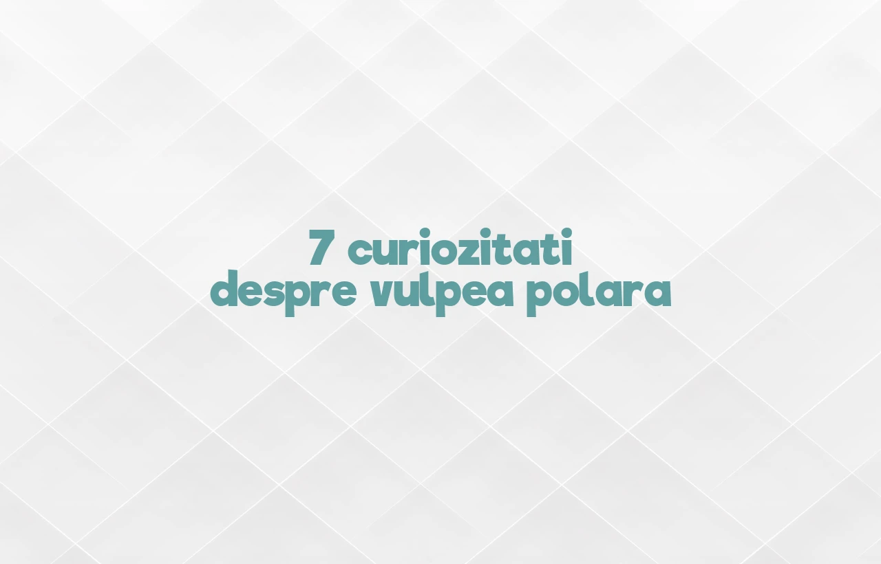 curiozitati despre vulpea polara