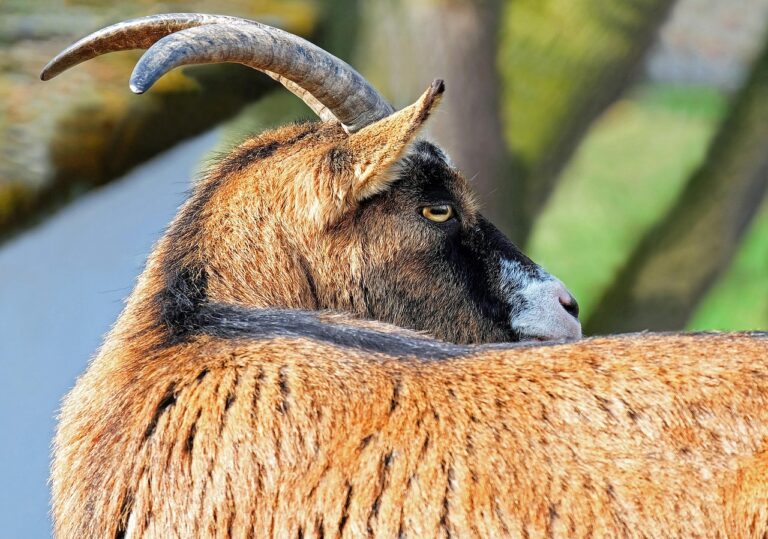 idei de afaceri la tara cu animale