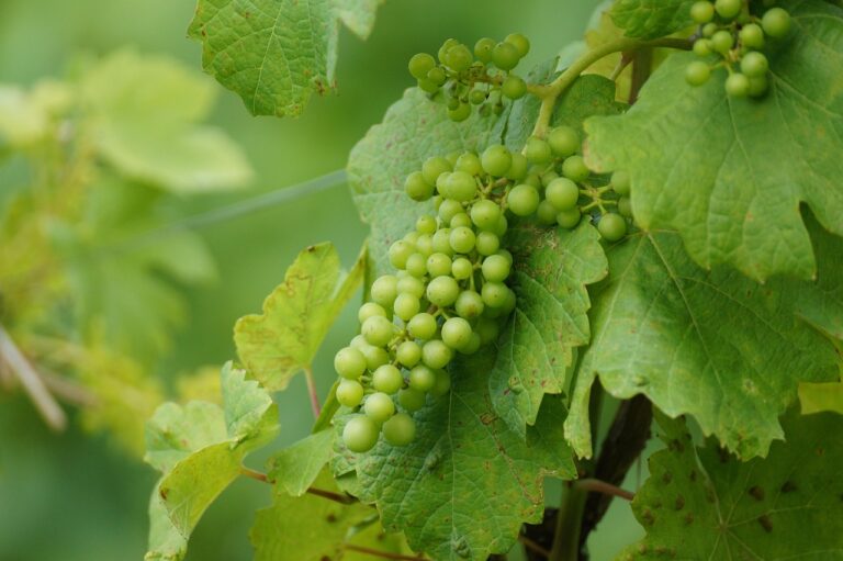 dupa cat timp rodeste vita de vie